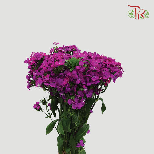 Phlox Purple - Per Bunch - Pudu Ria Florist Southern