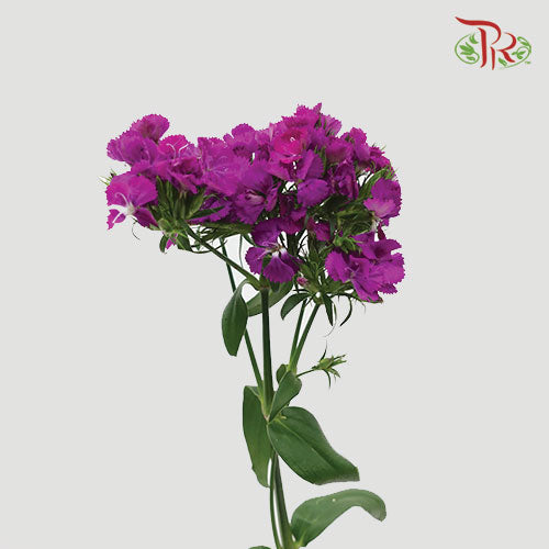 Phlox Purple - Per Bunch - Pudu Ria Florist Southern