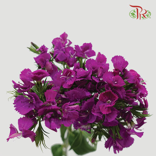 Phlox Purple - Per Bunch - Pudu Ria Florist Southern