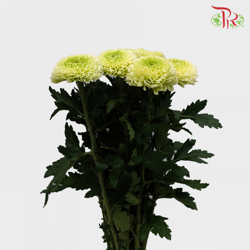Chrysanthemum Ping Pong Green (10-12 Stems) - Pudu Ria Florist Southern