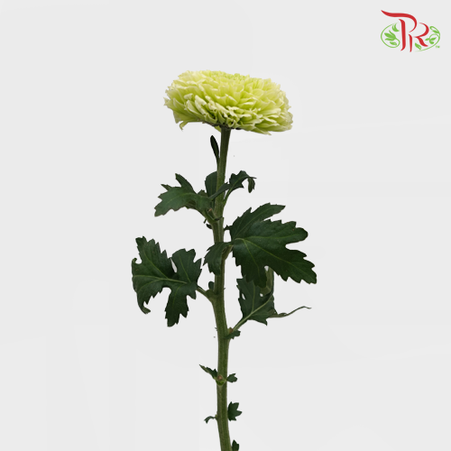 Chrysanthemum Ping Pong Green (10-12 Stems) - Pudu Ria Florist Southern