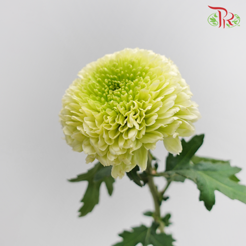 Chrysanthemum Ping Pong Green (10-12 Stems) - Pudu Ria Florist Southern