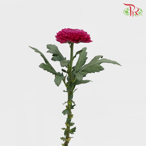 Chrysanthemum Ping Pong Purple (10-12 Stems) - Pudu Ria Florist Southern