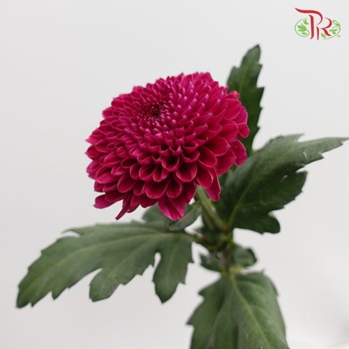 Chrysanthemum Ping Pong Purple (10-12 Stems) - Pudu Ria Florist Southern