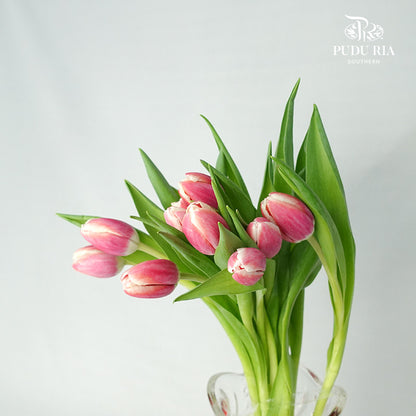 Tulip Dark Pink (8-9 Stems) - Pudu Ria Florist Southern