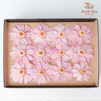 Zinnia - Pink - Pudu Ria Florist Southern