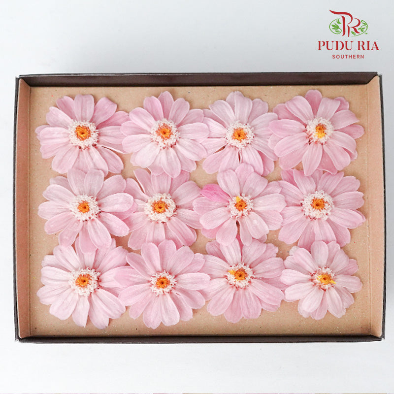 Zinnia - Pink - Pudu Ria Florist Southern