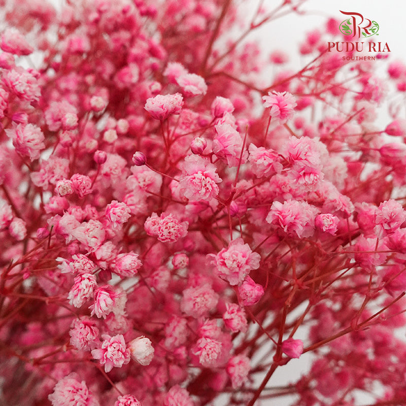 Preservative Baby Breath - Pink - Pudu Ria Florist Southern
