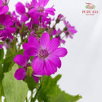 Pericallis Pink - Pudu Ria Florist Southern