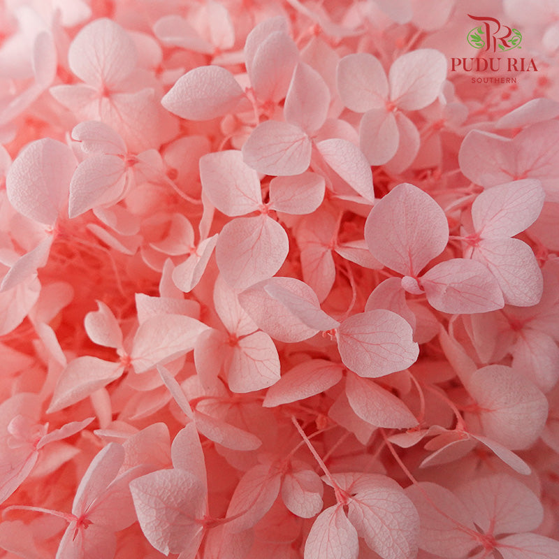 Preservative Hydrangea - Pink - Pudu Ria Florist Southern