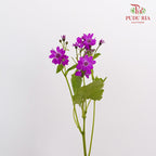 Pericallis Pink - Pudu Ria Florist Southern