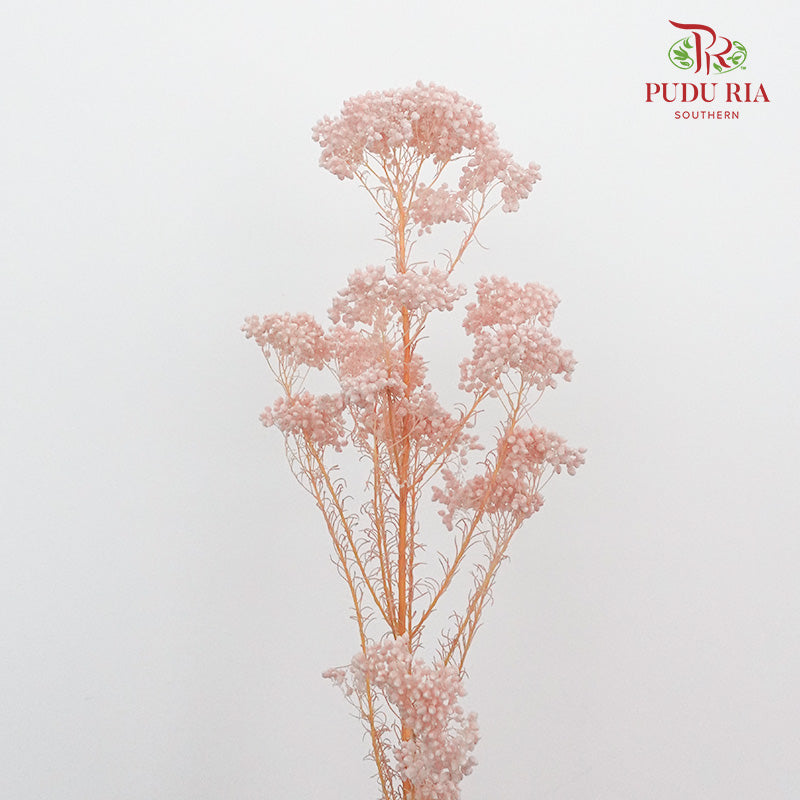 Preservative Rice Flower - Pink - Pudu Ria Florist Southern