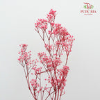 Preservative Baby Breath - Pink - Pudu Ria Florist Southern
