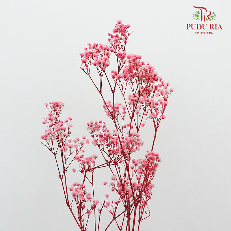 Preservative Baby Breath - Pink - Pudu Ria Florist Southern