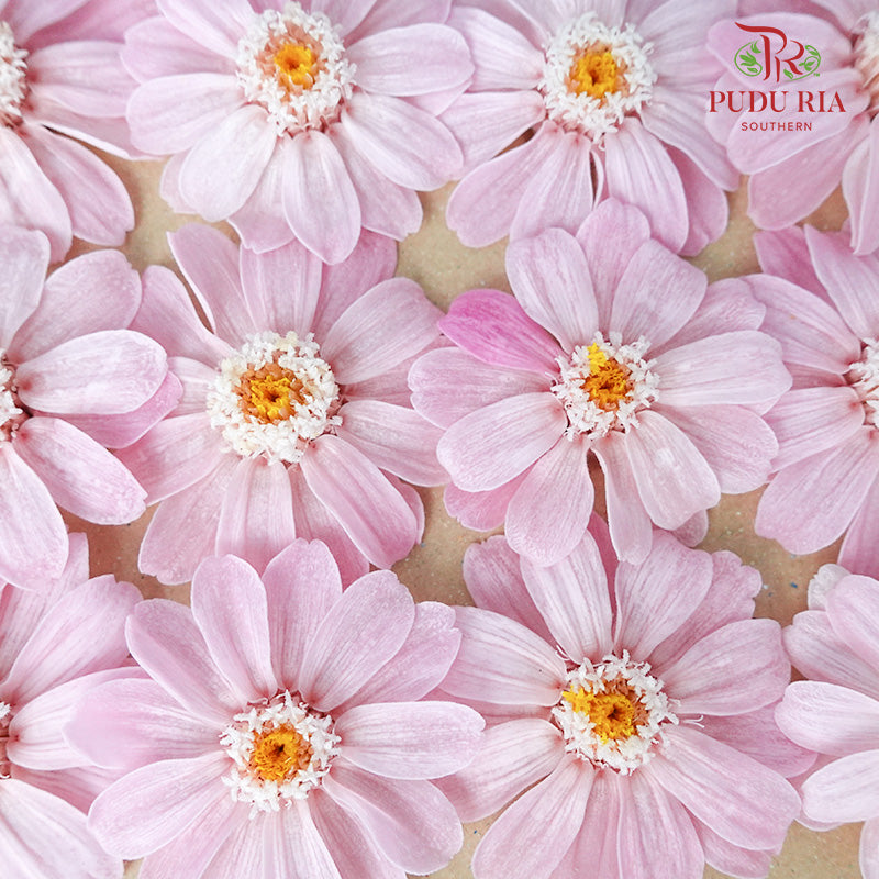 Zinnia - Pink - Pudu Ria Florist Southern