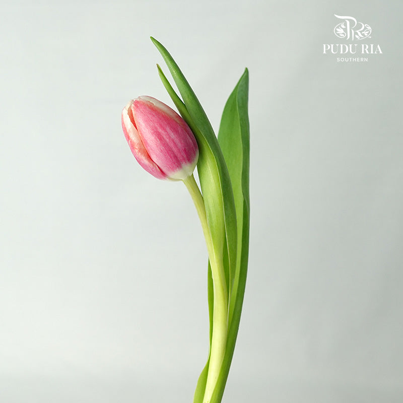 Tulip Dark Pink (8-9 Stems) - Pudu Ria Florist Southern