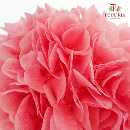 Preservative Hydrangea - Pink / Per Stem - Pudu Ria Florist Southern