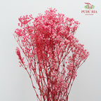 Preservative Baby Breath - Pink - Pudu Ria Florist Southern