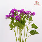 Pericallis Pink - Pudu Ria Florist Southern