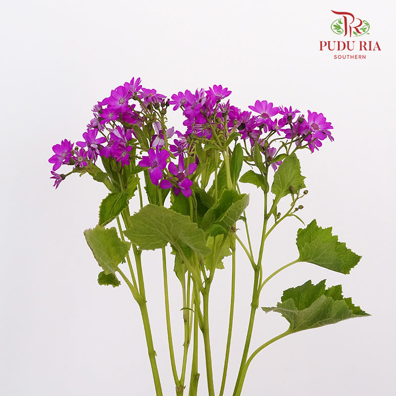 Pericallis Pink - Pudu Ria Florist Southern