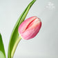 Tulip Dark Pink (8-9 Stems)