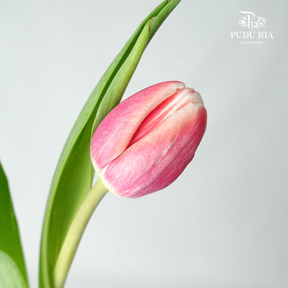 Tulip Dark Pink (8-9 Stems) - Pudu Ria Florist Southern