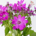 Pericallis Pink - Pudu Ria Florist Southern