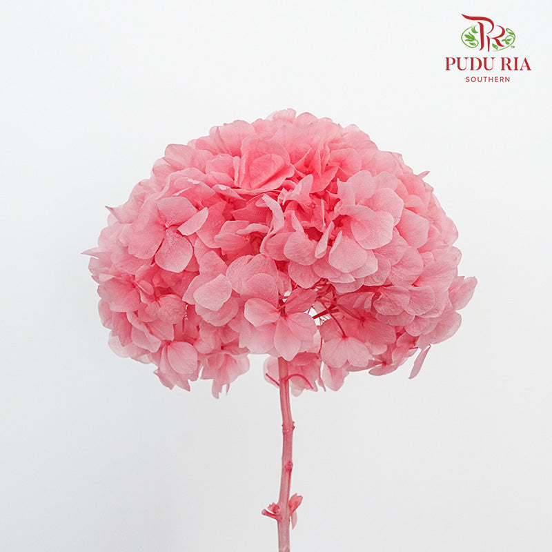 Preservative Hydrangea - Pink / Per Stem - Pudu Ria Florist Southern