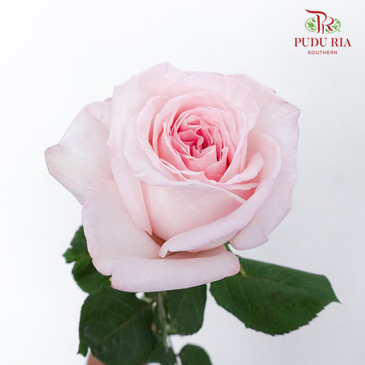 Rose Pink Ohara (10-12 Stems) - Pudu Ria Florist Southern