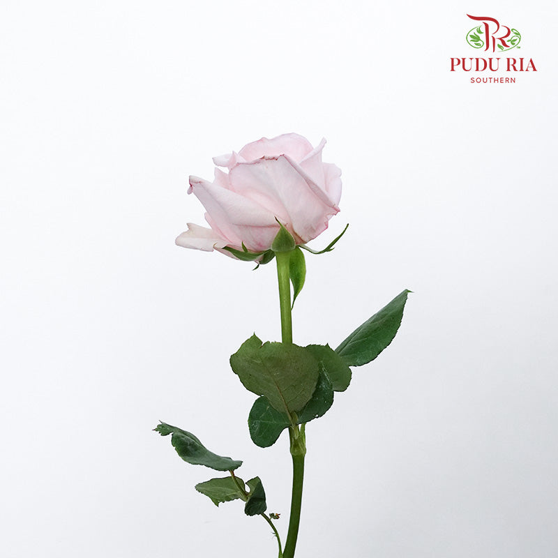 Rose Pink Ohara (10-12 Stems) - Pudu Ria Florist Southern