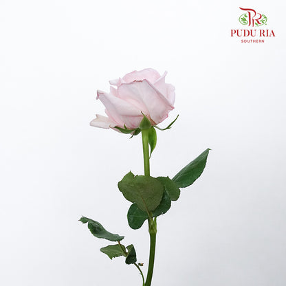 Rose Pink Ohara (10-12 Stems) - Pudu Ria Florist Southern