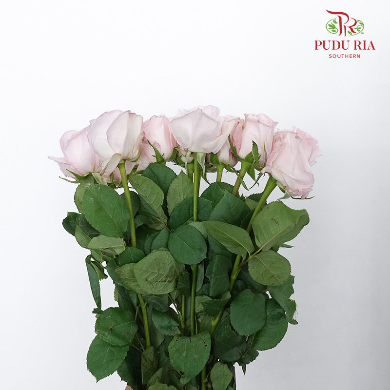 Rose Pink Ohara (10-12 Stems) - Pudu Ria Florist Southern