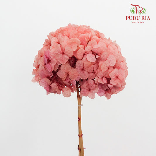 Preservative Hydrangea - Pinkish Red / Per Stem - Pudu Ria Florist Southern