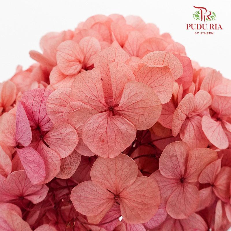 Preservative Hydrangea - Pinkish Red / Per Stem - Pudu Ria Florist Southern