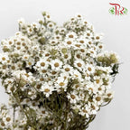 Dry Ixodia - L - Pudu Ria Florist Southern