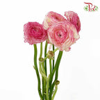 Ranunculus Yellow/Pink (5 Stems) - Pudu Ria Florist Southern
