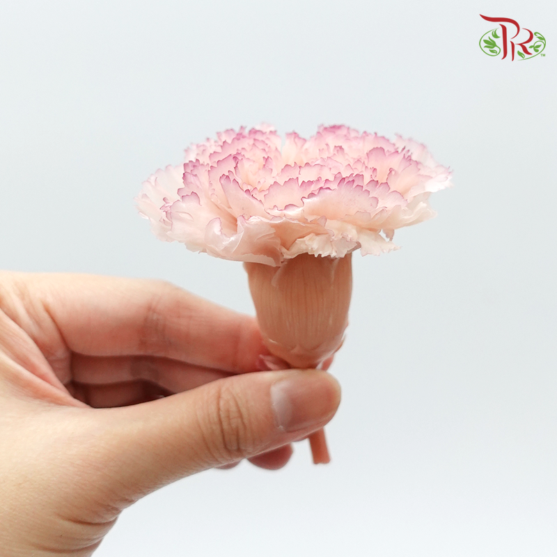 Preservative Carnation (8 Blooms) Nude/Purple - Pudu Ria Florist Southern