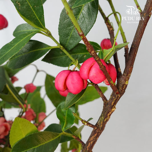 Poha - Pudu Ria Florist Southern