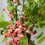 Poha - Pudu Ria Florist Southern