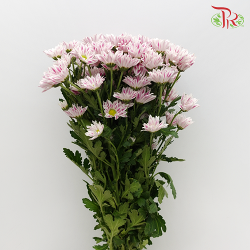 Chrysanthemum Pompom Daisy Tiger Pink (10-12 Stems) - Pudu Ria Florist Southern