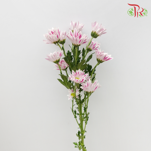 Chrysanthemum Pompom Daisy Tiger Pink (10-12 Stems) - Pudu Ria Florist Southern