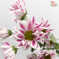 Chrysanthemum Pompom Daisy Tiger Pink (10-12 Stems) - Pudu Ria Florist Southern