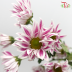 Chrysanthemum Pompom Daisy Tiger Pink (10-12 Stems) - Pudu Ria Florist Southern