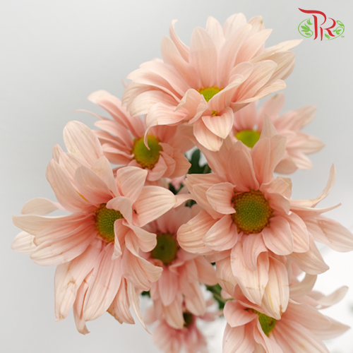 Chrysanthemum Pompom Button Champagne (10-12 Stems) - Pudu Ria Florist Southern