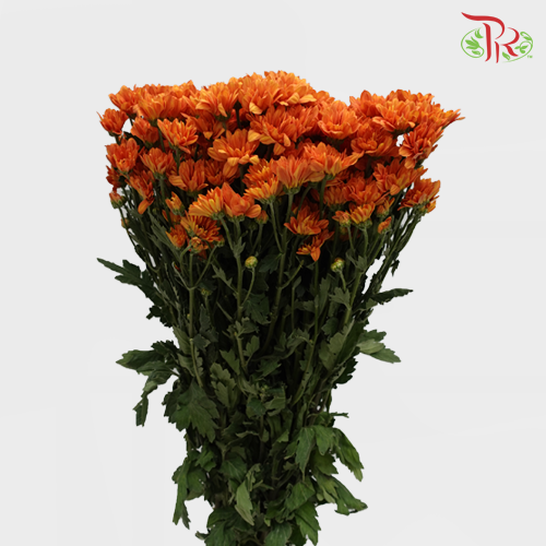 Chrysanthemum Pompom Dark Orange (10-12 Stems) - Pudu Ria Florist Southern