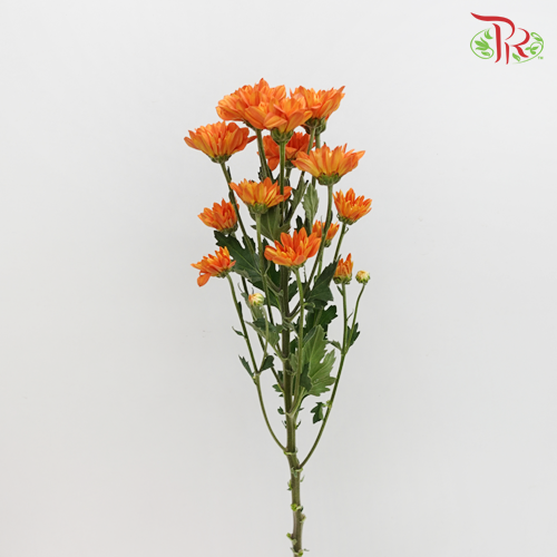 Chrysanthemum Pompom Dark Orange (10-12 Stems) - Pudu Ria Florist Southern