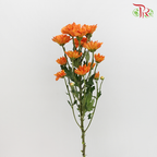 Chrysanthemum Pompom Dark Orange (10-12 Stems) - Pudu Ria Florist Southern