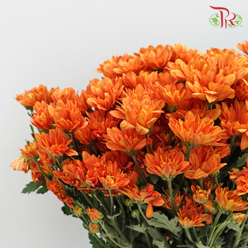 Chrysanthemum Pompom Dark Orange (10-12 Stems) - Pudu Ria Florist Southern