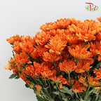 Chrysanthemum Pompom Dark Orange (10-12 Stems) - Pudu Ria Florist Southern