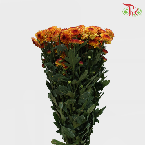 Chrysanthemum Pompom Orange/Red (10-12 Stems) - Pudu Ria Florist Southern